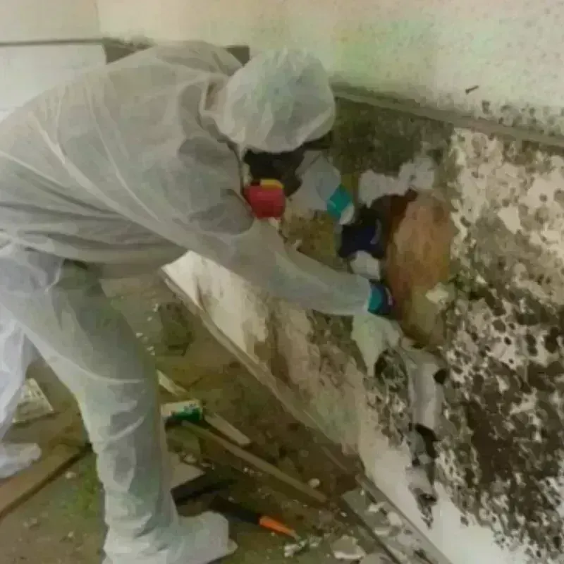 Mold Remediation and Removal in Lincoln County, MT